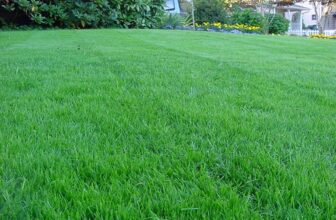 Different Types of Grass Seed