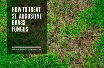 How to Treat St. Augustine Grass Fungus & Get Rid of Brown Patches in Lawn
