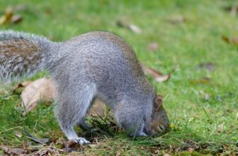 Signs of Squirrels Digging in Your Yard