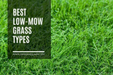 Slow Growing Grass and Short Grass [No-Mow Alternatives]