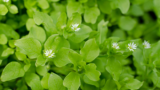 How to Get Rid of Chickweed