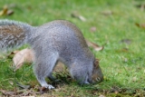 Signs of Squirrels Digging in Your Yard